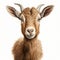 Realistic Hyper-detailed Goat Illustration On White Background