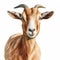 Realistic Hyper-detailed Goat Illustration On White Background