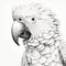 Realistic Hyper-detailed Parrot Drawing In Black And White