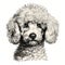 Realistic Hyper-detailed Portrait Of A Curly-haired Poodle Puppy