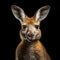 Realistic Hyper-detailed Portrait Of Kangaroo In Studio Shot