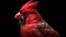 Realistic Hyper-detailed Red Cardinal On Black Background