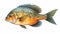 Realistic Hyper-detailed Rendering Of Bluegill Fish On White Background