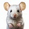 Realistic Hyper-detailed White Rat With Long Ears - Playful Caricatures And Glossy Finish