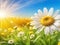 Realistic Idyllic Daisy Bloom: Seasonal Beauty in Sun\\\'s Golden Rays.