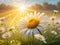 Realistic Idyllic Daisy Bloom: Seasonal Beauty in Sun\\\'s Golden Rays.