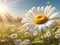 Realistic Idyllic Daisy Bloom: Seasonal Beauty in Sun\\\'s Golden Rays.