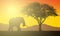 Realistic illustration of African landscape with safari, tree and elephant under orange sky with rising sun. Sunshine and sunbeam