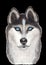 Realistic illustration of beautiful husky