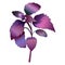 Realistic illustration of a branch of purple basil