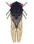 A realistic illustration of a cicada