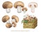 Realistic illustration of Cremini mushrooms, champignon mushrooms Agaricus bisporus