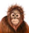 Realistic illustration of cute hairy monkey orangutang