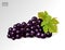 Realistic illustration of an isolated bunch of black grapes with green leaves. Vector illustration