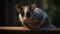 realistic illustration of opossum close up