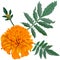 Realistic illustration of orange marigold flower (Tagetes) isolated on white background. One flower, bud and leaves.