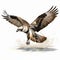 Realistic Illustration Of An Osprey In Flight With Water Splashing
