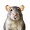 Realistic Illustration Of A Rat With Large Eyes And Big Ears