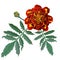 Realistic illustration of red marigold flower (Tagetes) isolated on white background