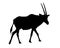 Realistic illustration of silhouettes of gazelle or antelope. Horned oryx standing, vector