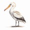 Realistic Illustration Of White Pelican Stoat On White Background