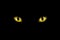 Realistic illustration of yellow feline eyes or cat eye, isolated on black background, vector