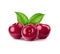 Realistic isolated ripe raw cherry berry pile