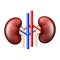 Realistic Kidney anatomy structure. Urinary system organ. Vector illustration