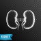 Realistic kidney, from connecting dot and line. light effect. vector illustration, islated on transparen background