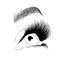 Realistic lashes on white background. Female open eyes and brows. Lamination and extension eyelashes. Beauty studio logo