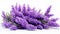 Realistic Lavender 3d Model With Uhd Flower Textures