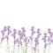 Realistic lavender flower illustration