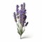 Realistic Lavender Flower Isolated On White Background In Daz3d Style