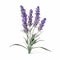Realistic Lavender Flowers On White Background 3d Rendering