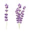 Realistic lavender isolated on white background. Beautiful violet flowers. Fragrant bunch lavender. Fresh cut flower. 3d