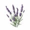 Realistic Lavender Plant On White Background