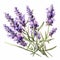 Realistic Lavender Watercolor Clipart On White Background