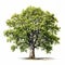 Realistic Leafy Oak Tree Portrait: Hyperrealistic Painting By Robert Bechtle