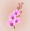 Realistic light purple vintage elegant orchid on a light background