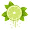 Realistic lime slice with leaves and drops of juice. Juicy fruit. Fresh citrus design on white vector illustration