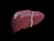 Realistic liver anatomy structure. hepatic system organ, Human l