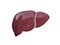 Realistic liver anatomy structure. hepatic system organ, Human liver for medical drugs, pharmacy and education design. 3D