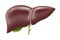 Realistic liver anatomy structure. Vector hepatic system organ, digestive gallbladder organ. Human liver for medical drugs,