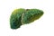 Realistic liver images are human green tree shapes about diseases and cirrhosis environment