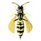 Realistic lose up wasp isolated on white backgroung. Vector illustration of insect. Design for encyclopedia