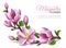 Realistic magnolia illustration. Realistic magnolia flowers branch on white background isolated elements easy to move