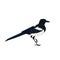 Realistic magpie sitting. Colorful vector illustration of intelligent bird Eurasian Magpie in hand drawn realistic style