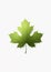 Realistic Maple Leaf Icon: Detailed Rendering With Minimalistic Design