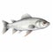 Realistic Marine Paintings: Gray Carp On White Background