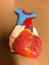 Realistic Medical heart model replica